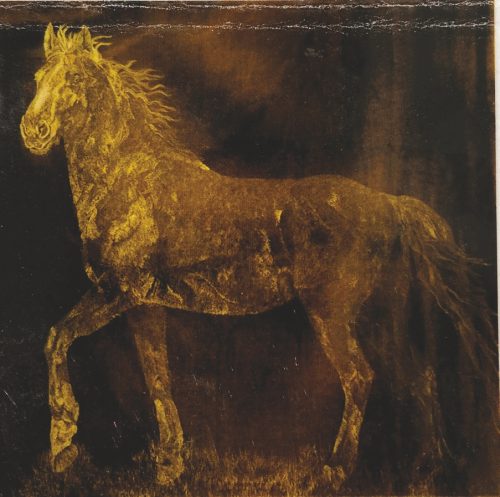 Horse 1