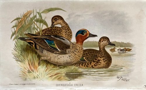 Querquedula Crecca