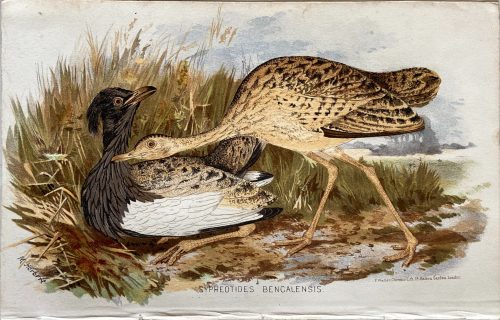 Sypheotides Bengalensis