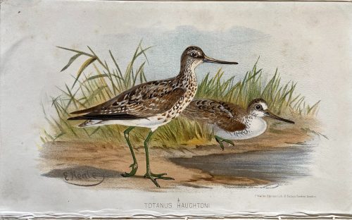 Totanus Haughtoni