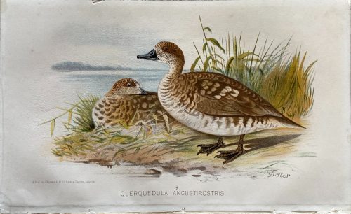 Querquedula Angustirostris