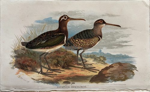 Rhychea Bengalensis